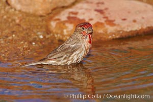 House finch, male, Carpodacus mexicanus, Amado, Arizona