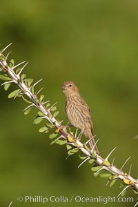 House finch, female, Carpodacus mexicanus, Amado, Arizona