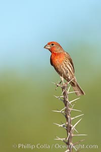 House finch, male, Carpodacus mexicanus, Amado, Arizona