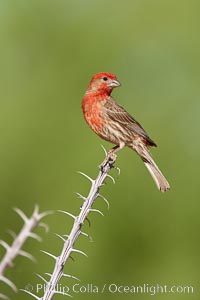 House finch, male, Carpodacus mexicanus, Amado, Arizona