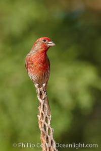 House finch, male, Carpodacus mexicanus, Amado, Arizona