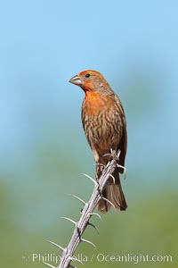 House finch, immature, Carpodacus mexicanus, Amado, Arizona