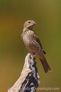 House finch, female, Carpodacus mexicanus, Amado, Arizona