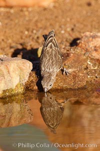 House finch, female, Carpodacus mexicanus, Amado, Arizona