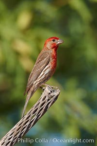 House finch, male, Carpodacus mexicanus, Amado, Arizona