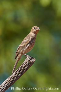 House finch, female, Carpodacus mexicanus, Amado, Arizona