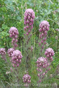 Purple owls clover blooms in spring, Castillejo exserta, San Elijo Lagoon, Encinitas, California