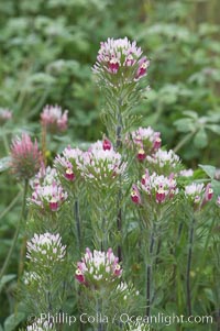 Purple owls clover blooms in spring, Castillejo exserta, San Elijo Lagoon, Encinitas, California