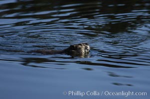 A beaver swims on Heron Pond, Castor canadensis, Grand Teton National Park, Wyoming