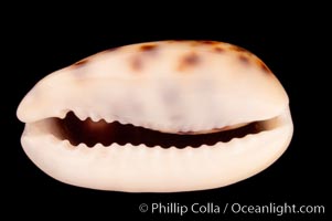 Cat Cowrie, Cypraea felina