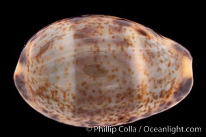 Cat Cowrie, Cypraea felina fabula