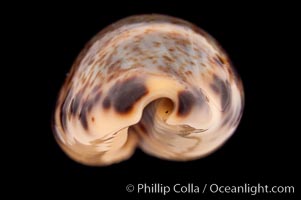 Cat Cowrie, Cypraea felina fabula