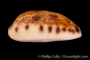 Cat Cowrie, Cypraea felina