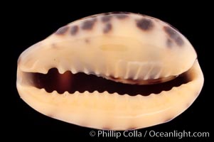 Cat Cowrie, Cypraea felina fabula