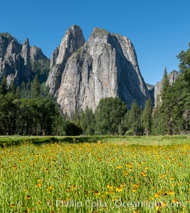 Cathedral Rocks and wildflowers in spring, Yosemite National Park