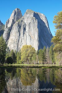 Cathedral Rocks is reflected in flooded El Capitan Meadow, springtime morning.  Yosemite Valley, Yosemite National Park, California