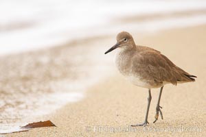 Willet on sand, Catoptrophurus semipalmatus, La Jolla, California