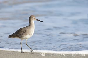 Willet walking on sand at low tide, sunrise, Catoptrophurus semipalmatus, La Jolla, California