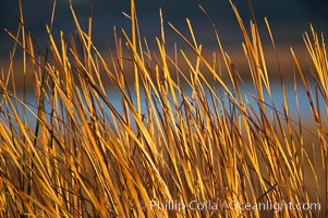 Cattails