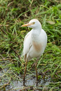 Cattle egret, Bubulcus ibis, Amboseli National Park