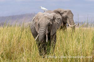 Cattle Egret on African Elephant, Amboseli National Park, Loxodonta africana