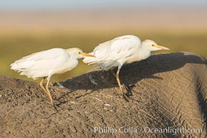 Cattle egrets on elephant, Bubulcus ibis, Amboseli National Park