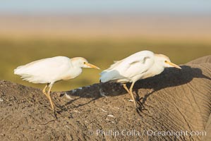 Cattle egrets on elephant, Amboseli National Park