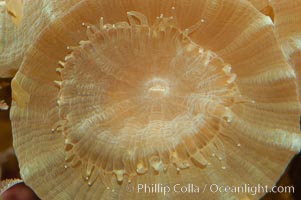 Trumpet coral, Caulastrea echinulata