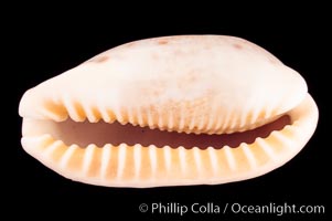 Caurica Cowrie, Cypraea caurica longior