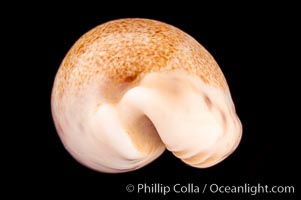 Caurica Cowrie, Cypraea caurica longior