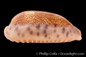 Caurica Cowrie, Cypraea caurica