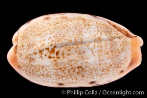 Caurica Cowrie., Cypraea caurica, natural history stock photograph, photo id 08393