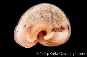 Caurica Cowrie, Cypraea caurica