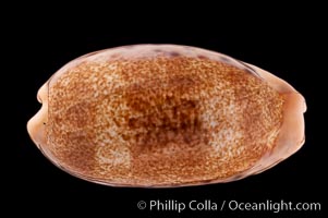 Caurica Cowrie, Cypraea caurica