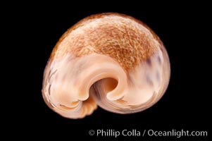 Caurica Cowrie, Cypraea caurica