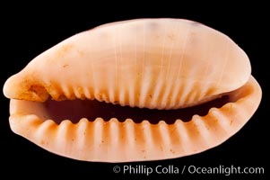 Caurica Cowrie, Cypraea caurica