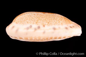 Caurica Cowrie, Cypraea caurica longior