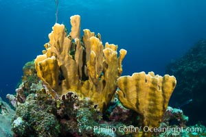 Cayman Islands Caribbean reef scene, Grand Cayman Island