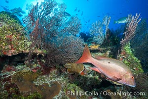 Cayman Islands Caribbean reef scene, Grand Cayman Island