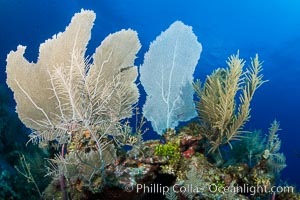 Cayman Islands Caribbean reef scene, Grand Cayman Island