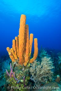 Cayman Islands Caribbean reef scene, Grand Cayman Island