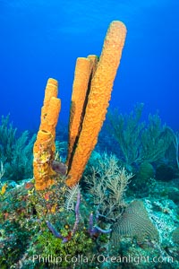 Cayman Islands Caribbean reef scene, Grand Cayman Island