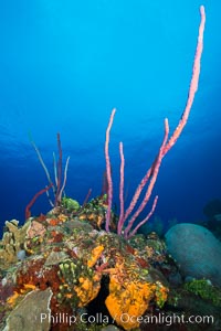 Cayman Islands Caribbean reef scene, Grand Cayman Island