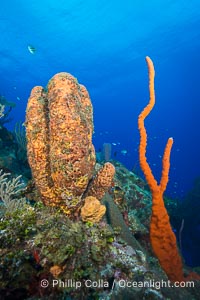 Cayman Islands Caribbean reef scene, Grand Cayman Island