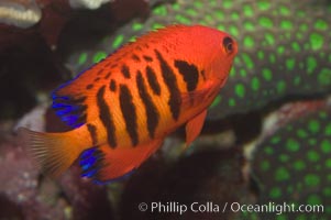 Flame angelfish, Centropyge loricula