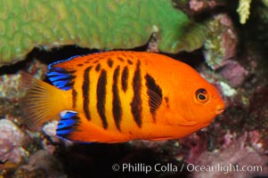 Flame angelfish, Centropyge loricula