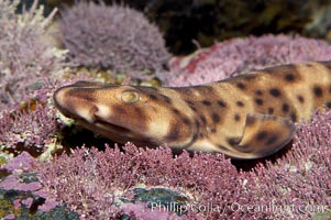 Juvenile swell shark, Cephaloscyllium ventriosum