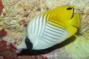 Threadfin butterflyfish, Chaetodon auriga