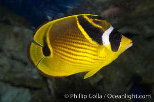 Raccoon butterflyfish, Chaetodon lunula