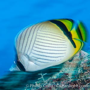 Chaetodon ulietensis Pacific double-saddle butterflyfish, Fiji, Chaetodon ulietensis, Namena Marine Reserve, Namena Island